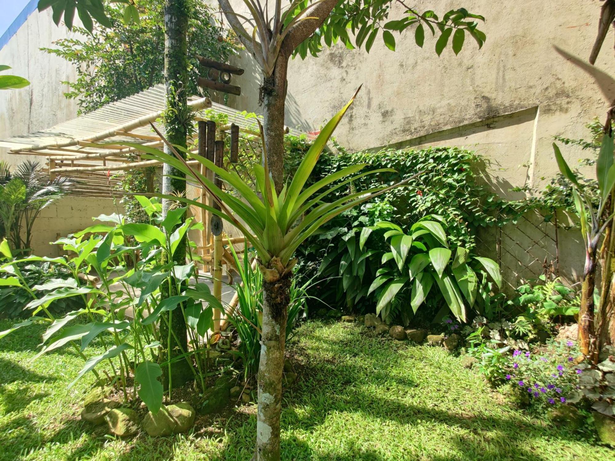 Casa De Lis Hotel & Tourist Info Centre Turrialba Kültér fotó